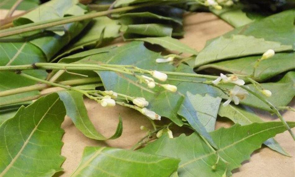 2016-4-18-108foto 2 listy.jpg